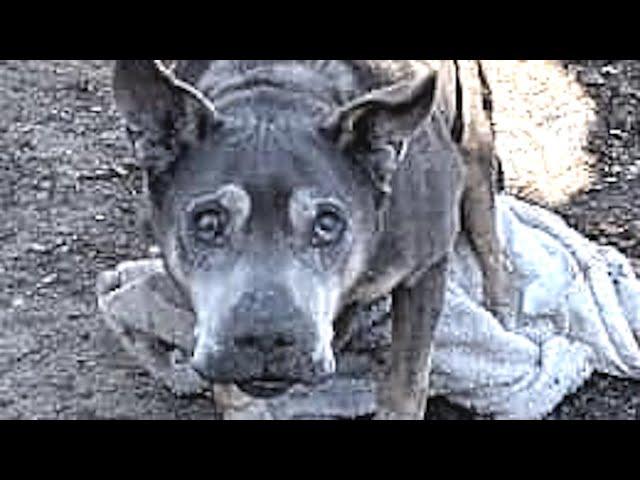 Dog left outside in freezing cold is so sweet to rescuers