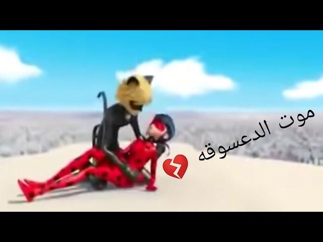 موت الدعسوقه وحزن القط الاسود عليها  حزين جدا  neshooni