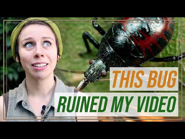 This predatory stink bug RUINED my video and I love it | She's Got Legs