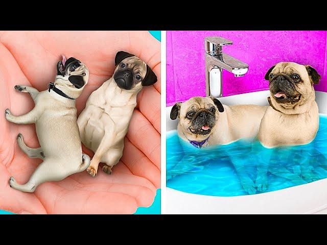 Testing Pets Hacks  Viral Gadgets And Crafts for Cats and Dogs Lovers