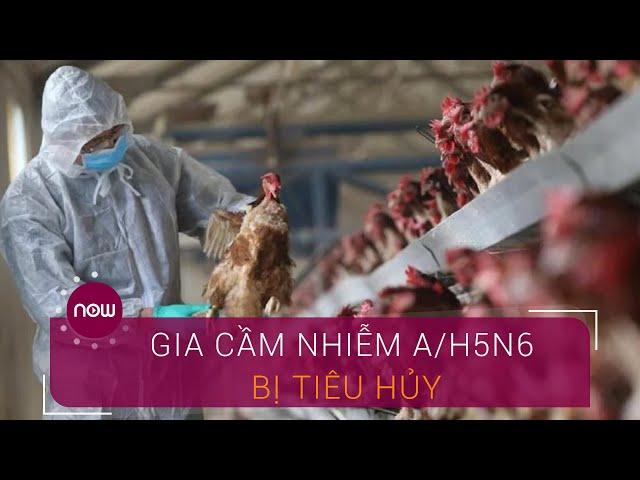 Hàng chục nghìn gia cầm nhiễm A/H5N6 bị tiêu hủy | VTC Now