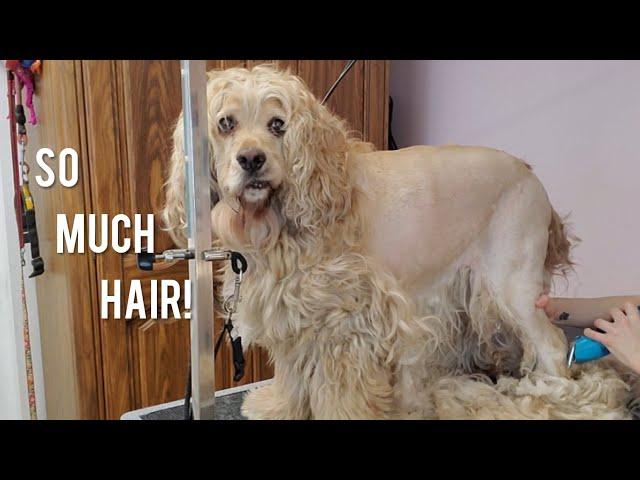 Cute Cocker spaniel | Matted Dog Transformation