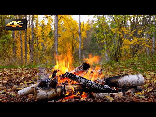 Autumn Ambience - Relaxing Campfire & Nature Sounds | 4K Ultra HD