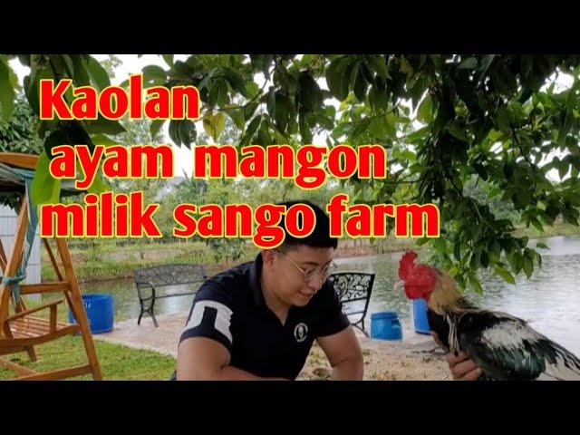 Ayam mangon kaolan milik sango farm