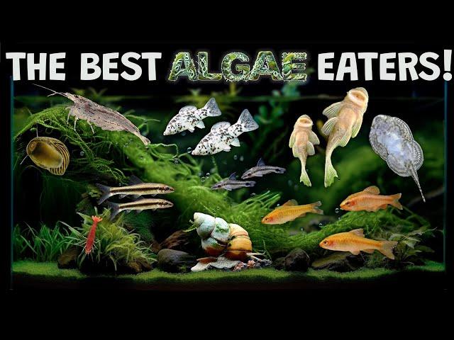 The Best Algae Eaters For Your Aquarium Fish Tank: The Good, The Bad, and The Useless.