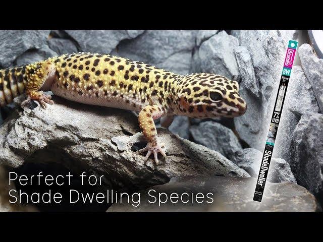 UV-B lighting for Leopard Geckos. ShadeDweller lamp by Arcadia Reptile