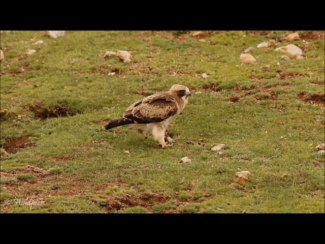 Wildpics Moments with the Booted Eagle