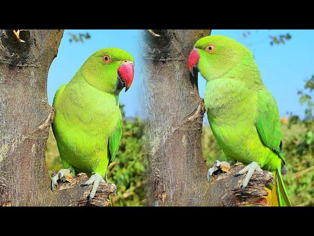 Green Ringneck parrot video  completion Indian parrot sounds Kiwi parrot Parrot speaking