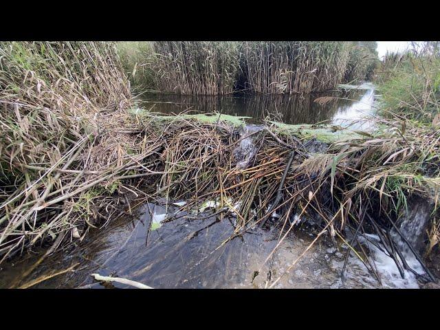 Beaver Dam Removal Next To Quarry