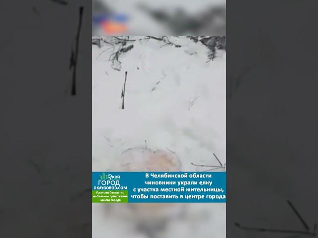 Чиновник украл ель у россиянки и установил ее на городской площади #белореченск #майкоп #челябинск