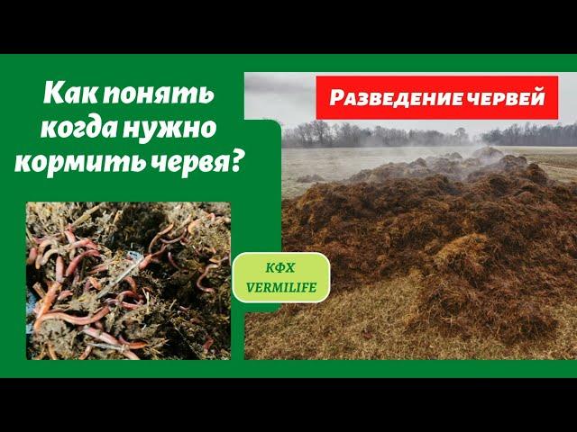 Как понять когда нужно кормить червя? Чем мы кормим червя и как часто. Разведение  червя.