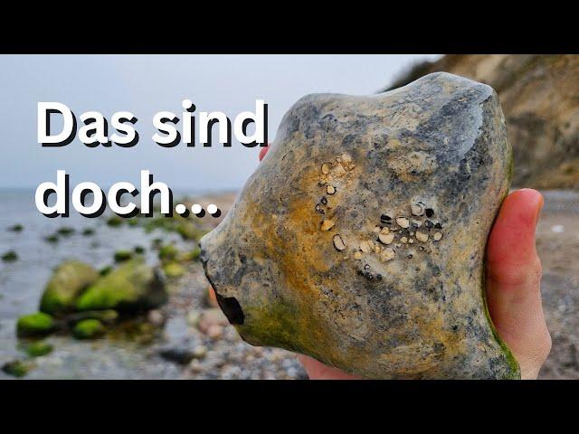 Erfolgreicher Start ins Frühjahr - Fossilien suchen an der Ostsee