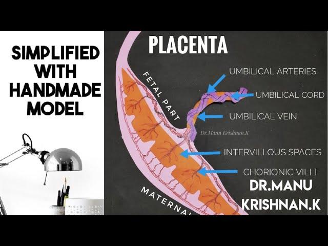 Placenta - development/formation(development made simple)