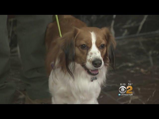 American Kennel Club Recognizes Two New Dog Breeds