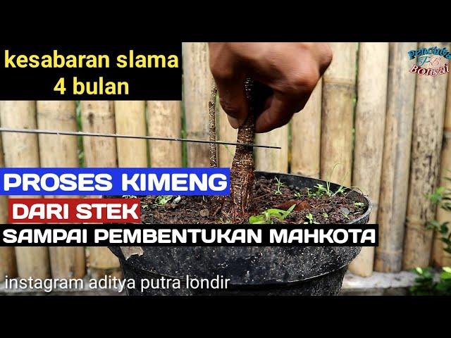 Proses cepat membuat bonsai kimeng hanya 4 bulan sudah sampai tahap mahkota