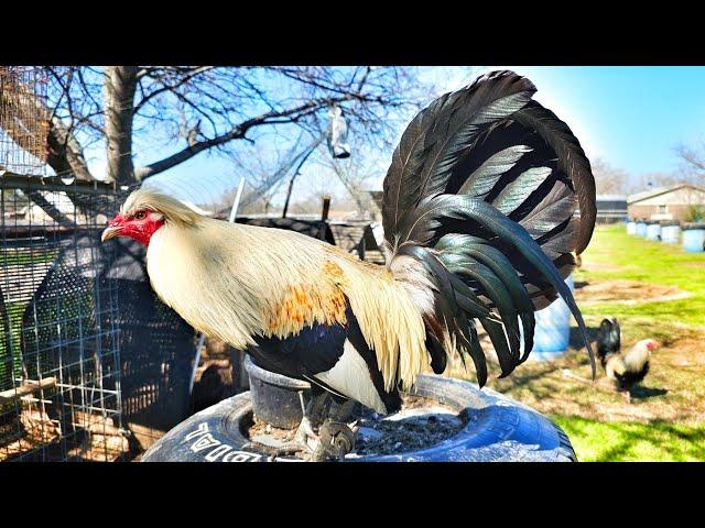 Criadero Foghorn en Mansfield, Texas!