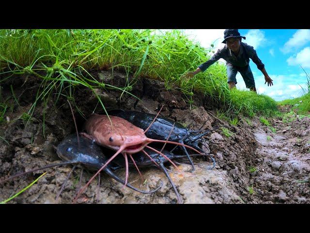 Best hand fishing - catch underground catfish in dry season by technique hand a fisherman