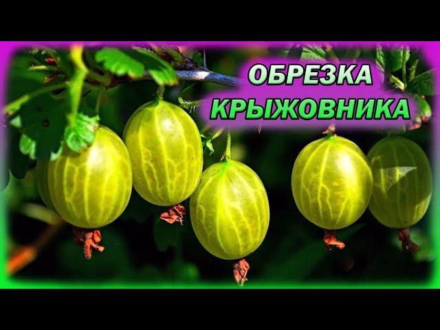 Обрежьте так крыжовник и ягоды будут завались! Как обрезать крыжовник на урожай. Обрезка крыжовника.