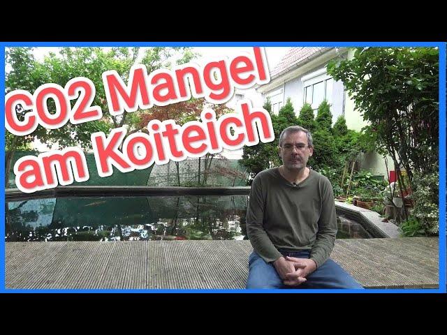 CO2 Mangel am Koiteich. Symptome und Lösungen @TeichTalk