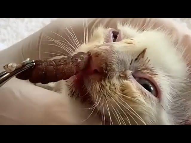 Huge Cuterebra Removed From Little Kitten's Nose (Part 6)