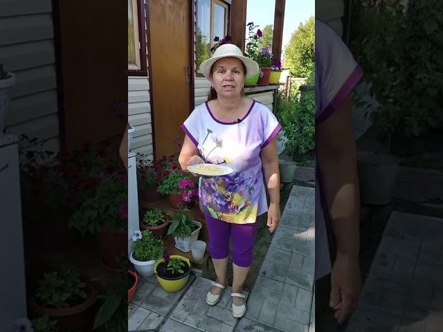 Самое простое средство  от муравьев.