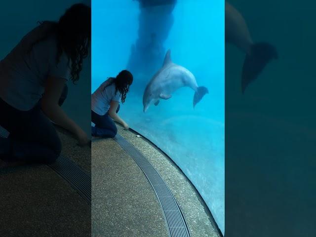 Fun Dolphin Plays Catch with a Set of Keys!  WOW!