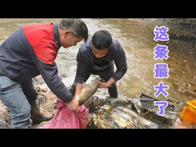 雨锅今天干塘捞鱼啦，最大的也有10多斤了，大的拿去卖，小的我们明年继续养