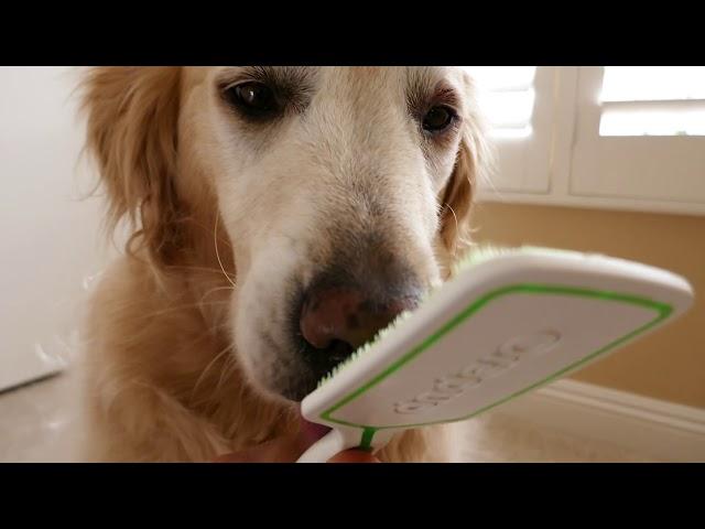 Dog ASMR 2 Hours - English Cream Golden Retriever Licking Orapup Tongue Cleaning Brush - Round Two