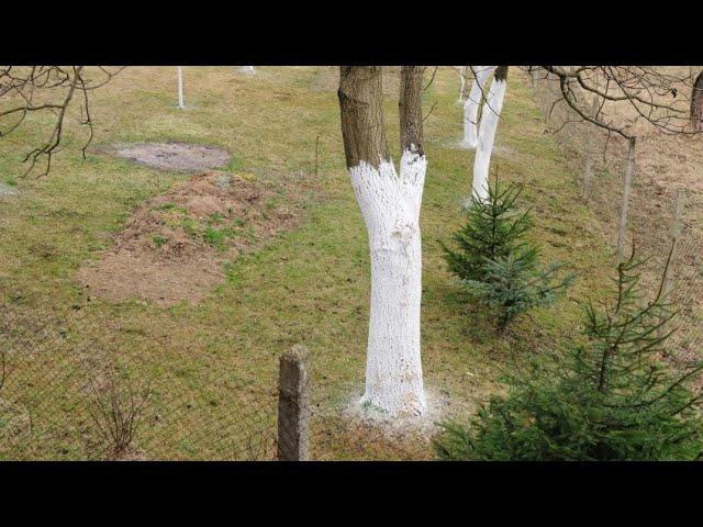 Cómo encalar troncos de los árboles (paso a paso) - Bricomanía - @Jardinatis