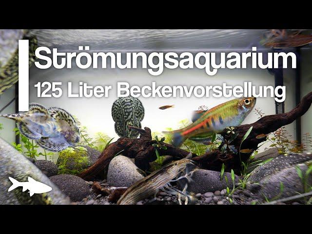 125 Liter Strömungsaquarium | Beckenvorstellung