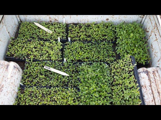 How to Harden off Seedlings