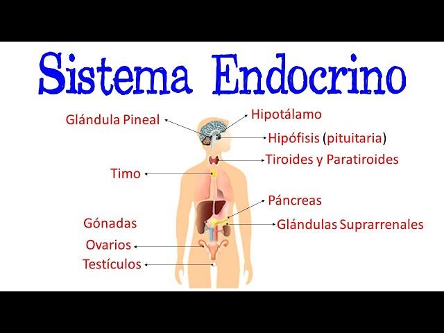  Sistema Endocrino / Glándulas / Hormonas  [Fácil y Rápido] | BIOLOGÍA |