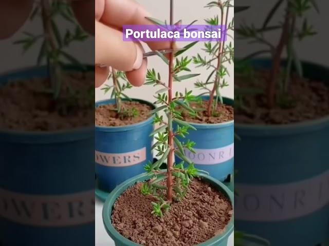 how to make portulaca plants bonsai #gardening # portulaca # flower # summer flowering