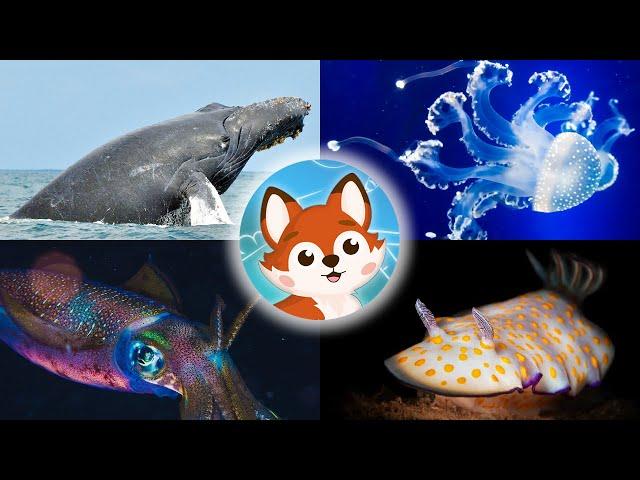 Морские жители.  Викторина для детей.  Кто живёт под водой?