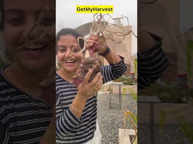 Bumper Onion  Harvest | Kya Pyaaz Khane Se Paap Lagta hai?
