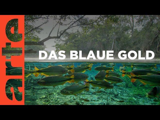 Geschenk der Natur | Unser Wasser - Faszinierende Wunderwelten (1/3) | ARTE Reupload