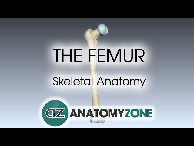 The Femur: Skeletal Anatomy