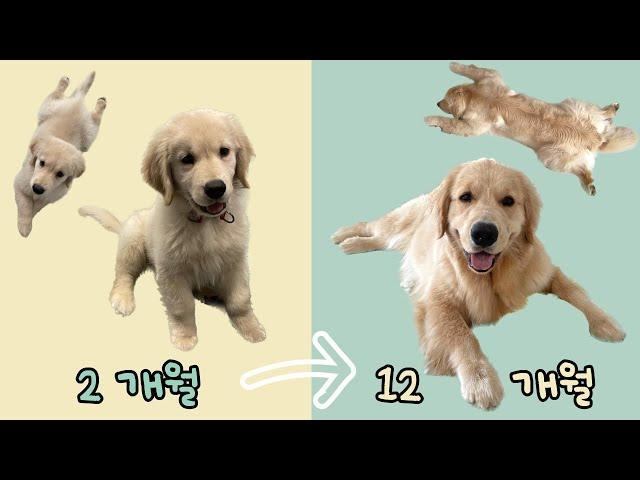 Golden Retriever that grows every time you wake up (one-year growth period)