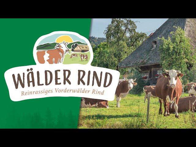 Das "Wälder Rind" | Im Schwarzwald zuhause!