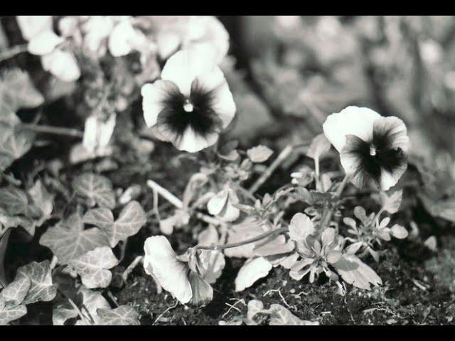 Falkenstein - Blumentod