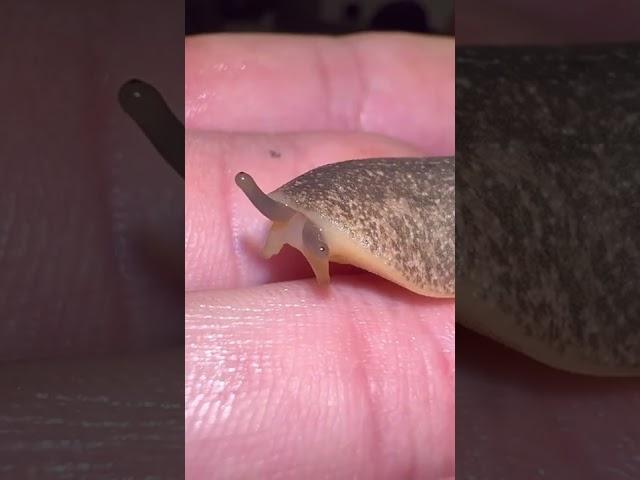 Would you KILL this slug?