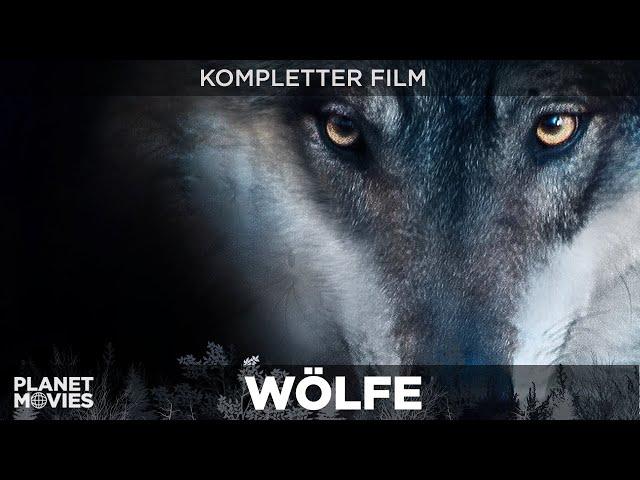 Wölfe | bildgewaltige Doku über das gefährliche Raubtier | ganzer Film in HD