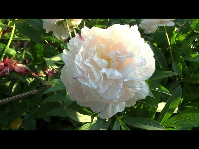 Peony UFA DAWNS  Review, Description, Flowering, Review