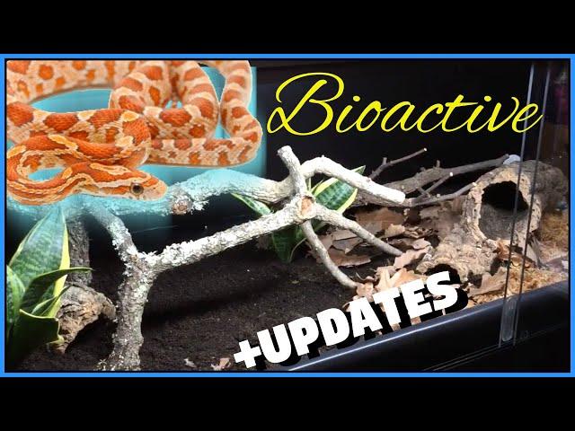 BIOACTIVE CORN SNAKE SETUP (& Updates On The New Reptile Room)