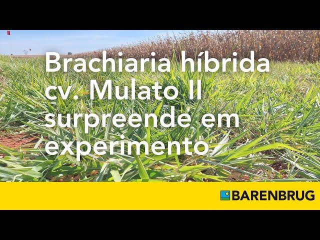 Brachiaria híbrida cv. Mulato II surpreende em experimento no Instituto Federal Goiano