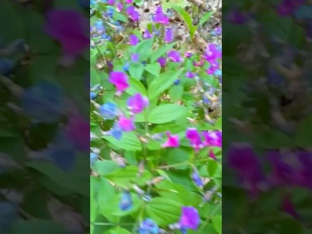 Прелести весеннего леса