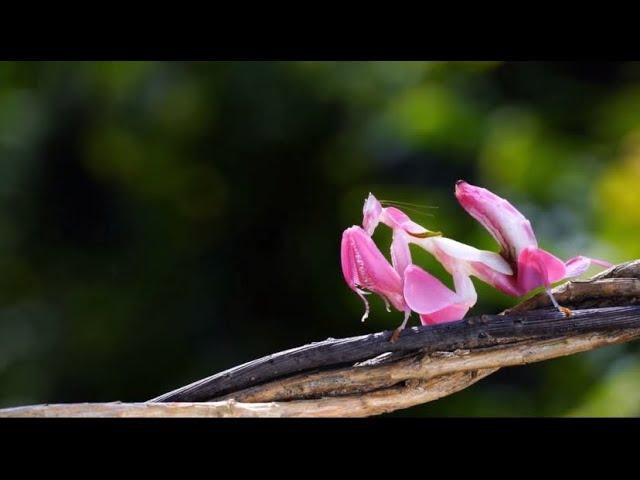 The Most Beautiful Praying Mantises