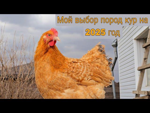 Породы кур на 2025 год. Ответы на комментарии, каких новых кур  я заведу в новом году.
