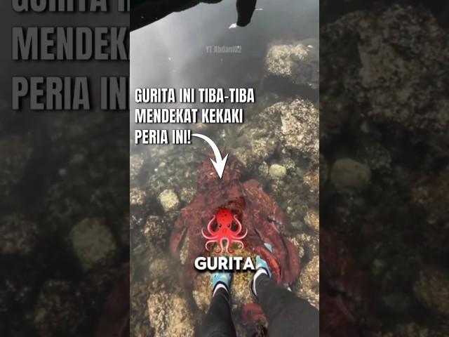 Gurita Ini Tiba-tiba Mendekat Kekaki Peria Ini!