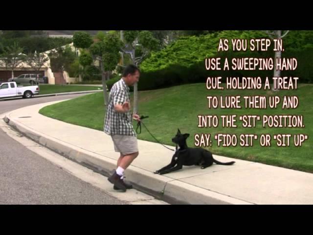 Dog Training -Down To Sit-